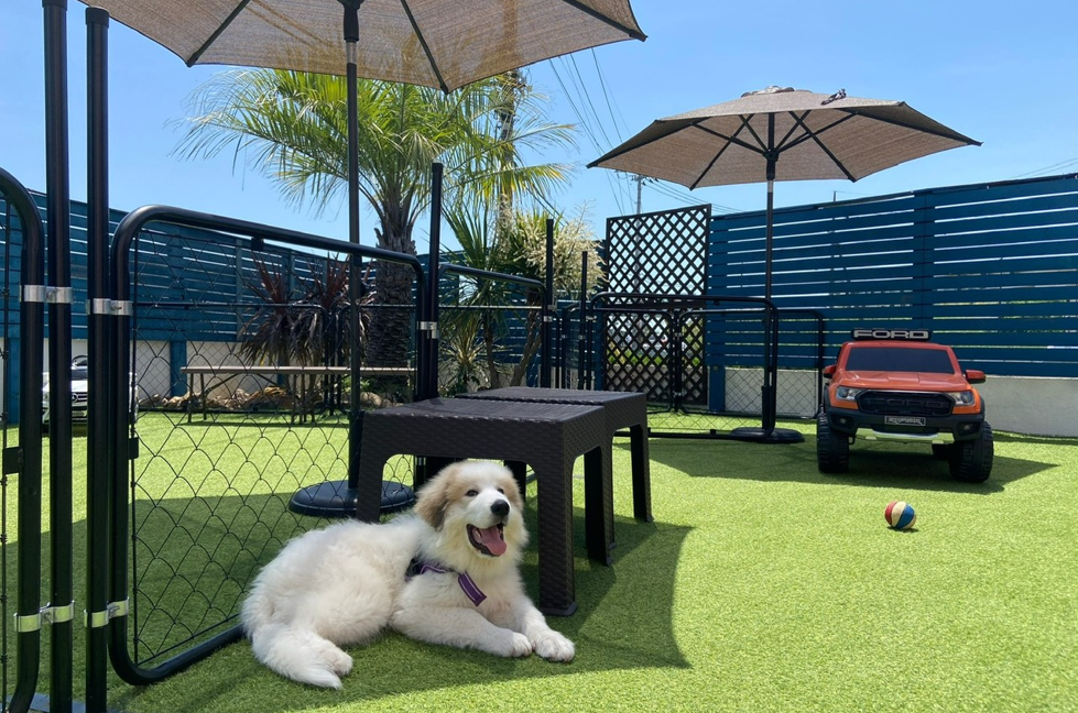 稲空 DogCafe 店舗イメージ